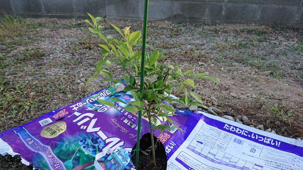 初めてのブルーベリー栽培 Veluqy Tube んせいぶのブログ Nseibu Blog Daw